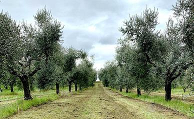 Potatura raccolta e gestione uliveti
