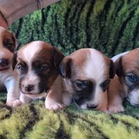 Jack russell terrier con pedigree