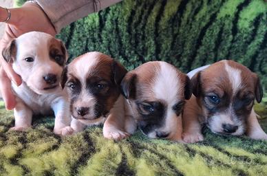 Jack russell terrier con pedigree