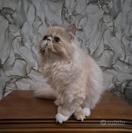 Cuccioli di gatto persiano ipertipico