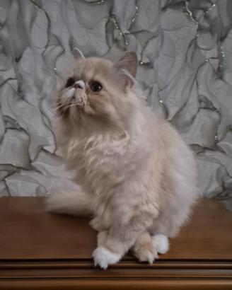 Cuccioli di gatto persiano ipertipico