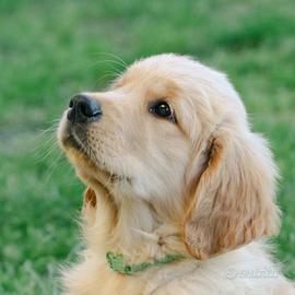 Cuccioli di Golden Retriever
