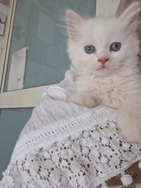 Gattino Persiano Ragdoll