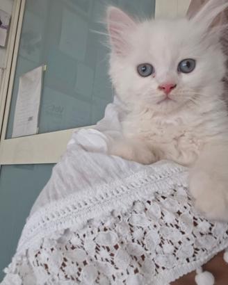 Gattino Persiano Ragdoll