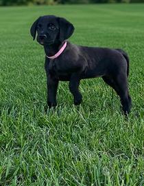 Cuccioli Weimaraner × Labrador per famiglia ❤️