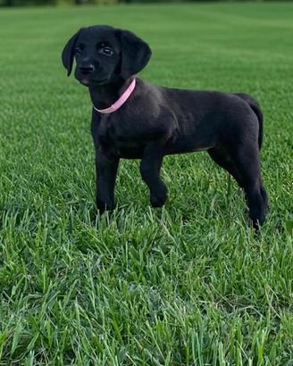 Cuccioli Weimaraner × Labrador per famiglia ❤️
