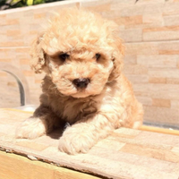 Cuccioli barboncino toy albicocca