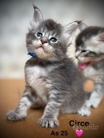 Giganti Buoni: Cuccioli Maine Coon