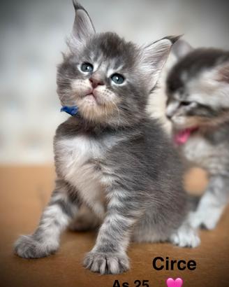 Giganti Buoni: Cuccioli Maine Coon