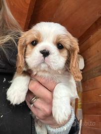 Cuccioli cavalier King Enci