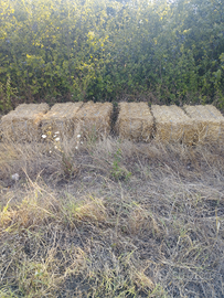 Ballette paglia di grano