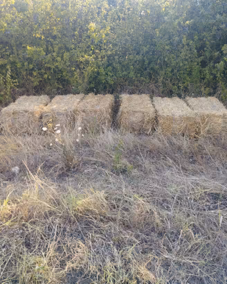 Ballette paglia di grano