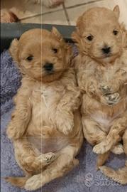 Maltipoo toy red