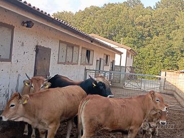 vitellone incrocio per toro.