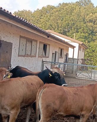 vitellone incrocio per toro.