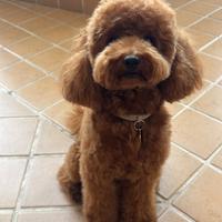 Barboncino toy red, disponibile per accoppiamento