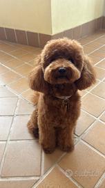 Barboncino toy red, disponibile per accoppiamento