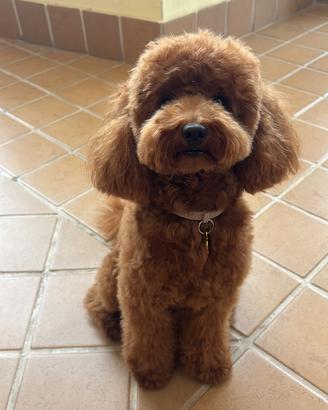 Barboncino toy red, disponibile per accoppiamento