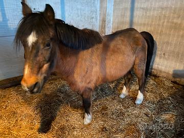 Double Pony - Castrone - 26 anni