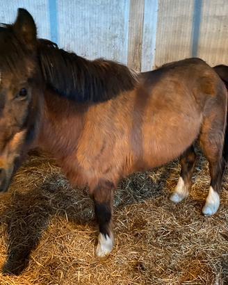 Double Pony - Castrone - 26 anni