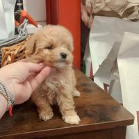 Maltipoo Maschio Fulvo
