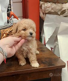 Maltipoo Maschio Fulvo