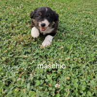 Cuccioli di border collie