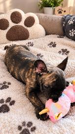 Cucciolo bulldog francese tigrato