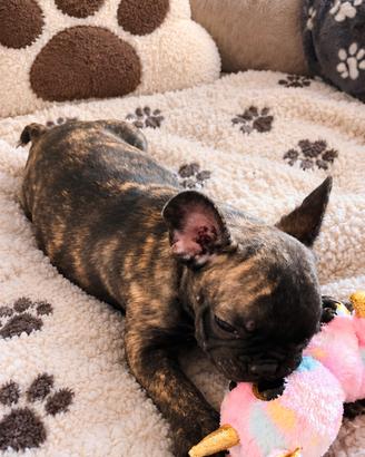 Cucciolo bulldog francese tigrato