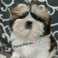 Shih tzu (Taglia Piccola )