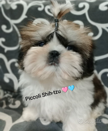Shih tzu (Taglia Piccola )