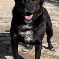 Dolcissimo canino taglia piccola