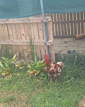 Galline