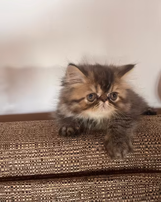 Splendidi cuccioli di gatto Persiano