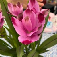 Tulipano siamese o curcuma