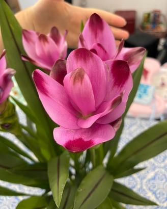 Tulipano siamese o curcuma