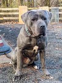 Disponibile a prendere in comodato d'uso terreno a