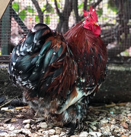 Galline 