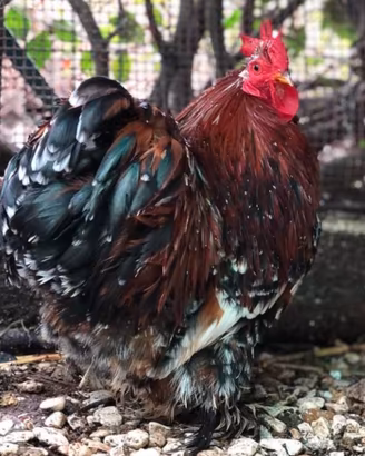 Galline 