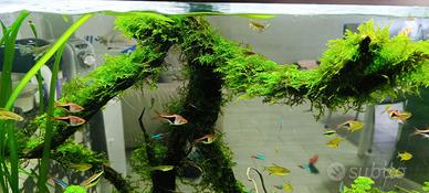 Sessilliflora e Christmas Moss
