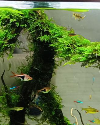 Sessilliflora e Christmas Moss
