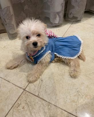 Maltipoo