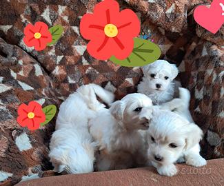 Maltese toy
