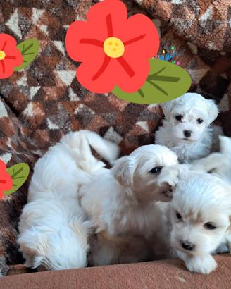 Maltese toy