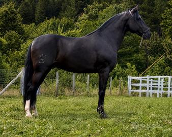Cavallo lusitano