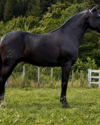 Cavallo lusitano