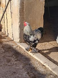 Brahma perniciato argento