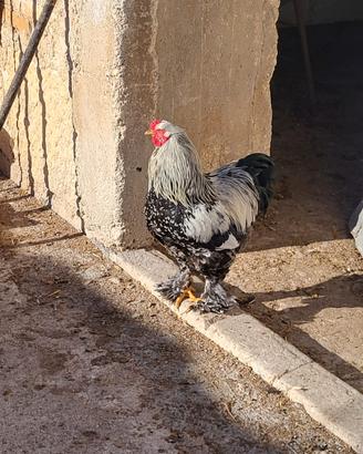 Brahma perniciato argento