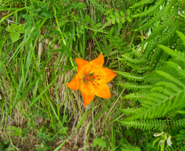 Dolomiti