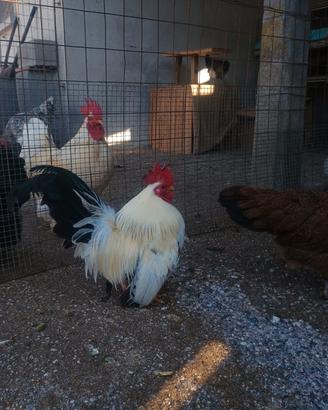 Gallo Chabo/Nagasaki